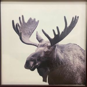 Moose Print from Indigo